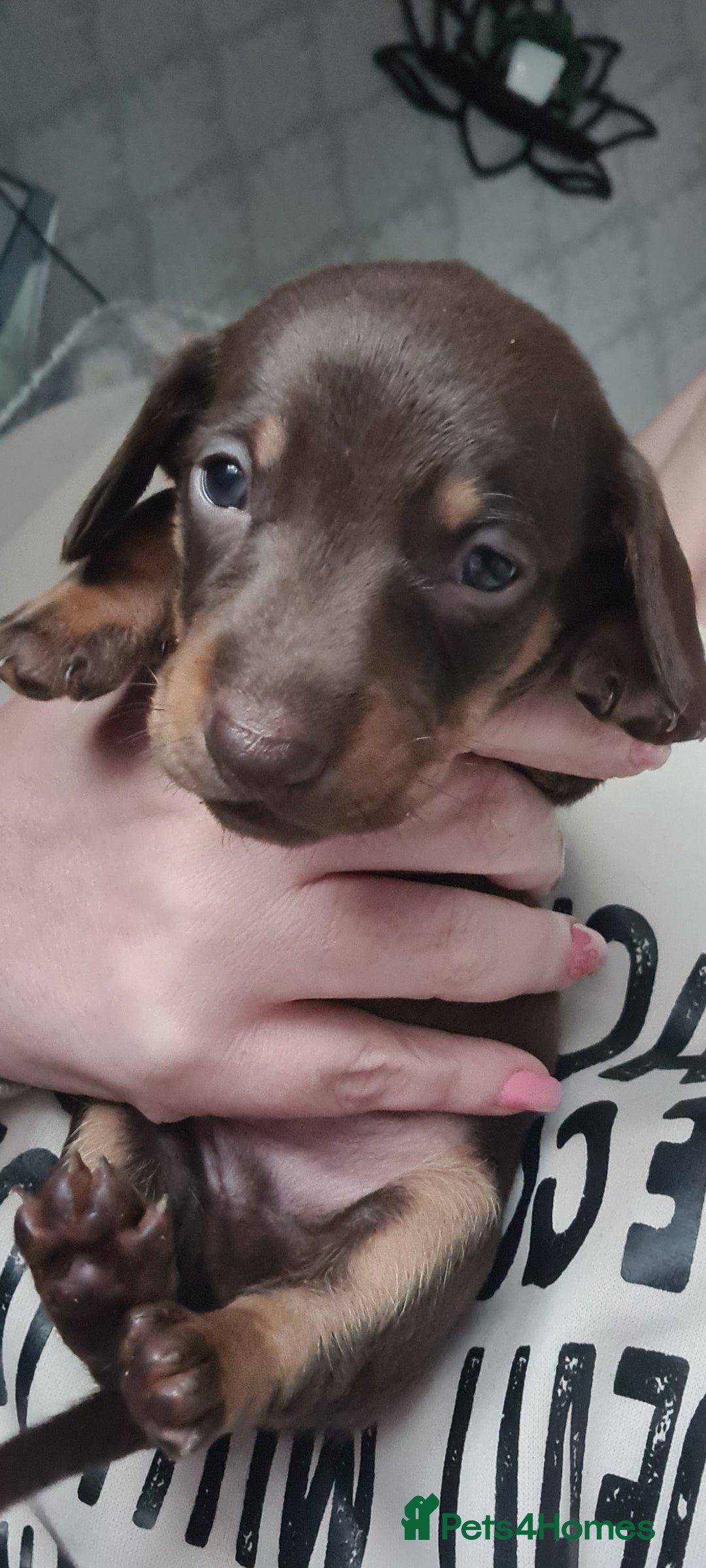 Dachshund dogs for sale: Beautiful Standard Dachshunds  - Image 4