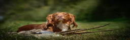 Cocker Spaniel dogs for sale: Holistic & Raw Fed Working Cocker Spaniels - Advert 4