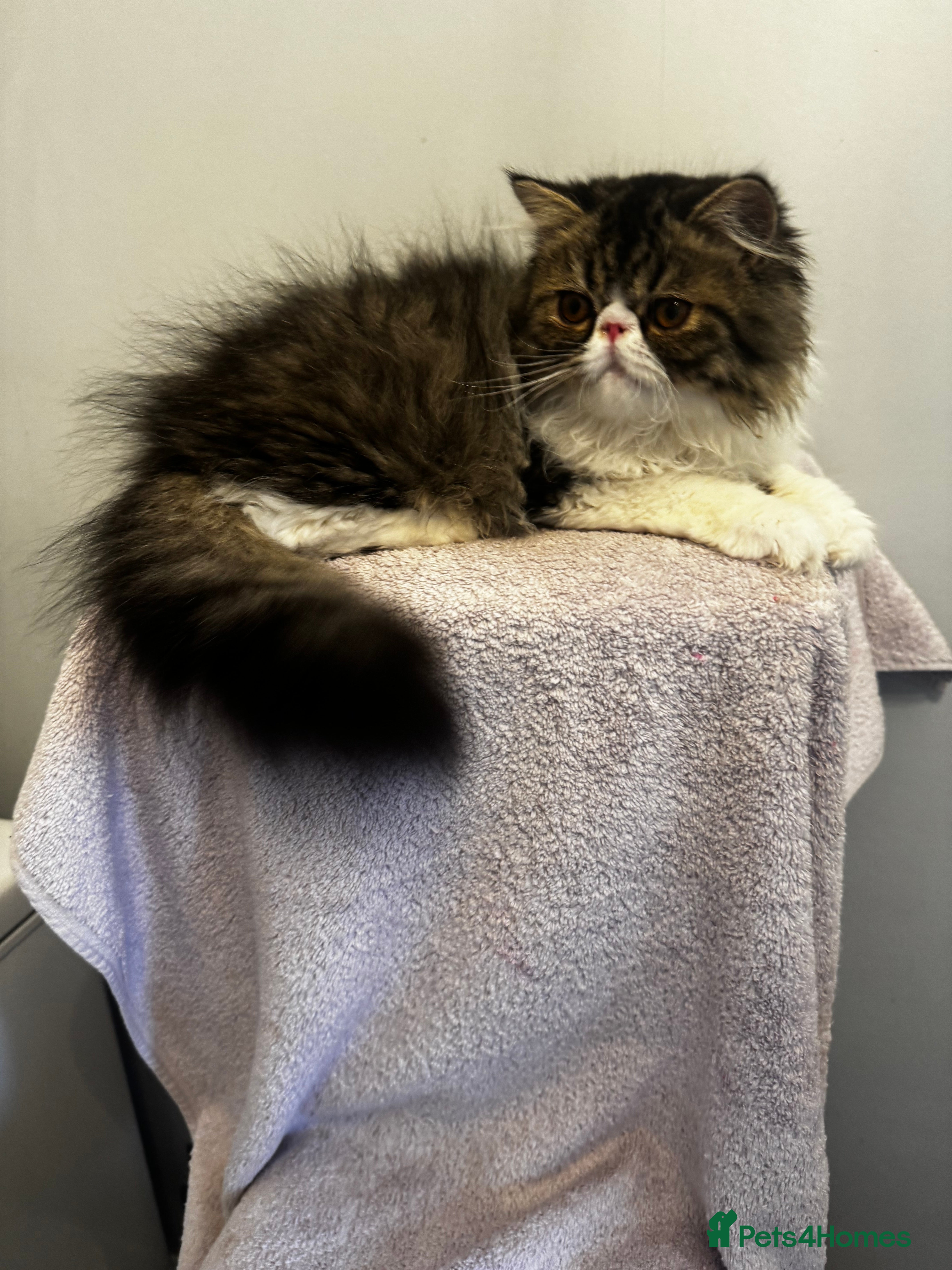 Persian cats PERSIAN KITTENS FOR SALE  - Advert 2