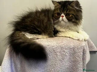 Persian cats PERSIAN KITTENS FOR SALE - Advert 1