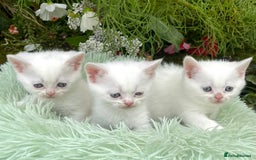 British Shorthair cats for sale: Stunning British shorthair - Image 23