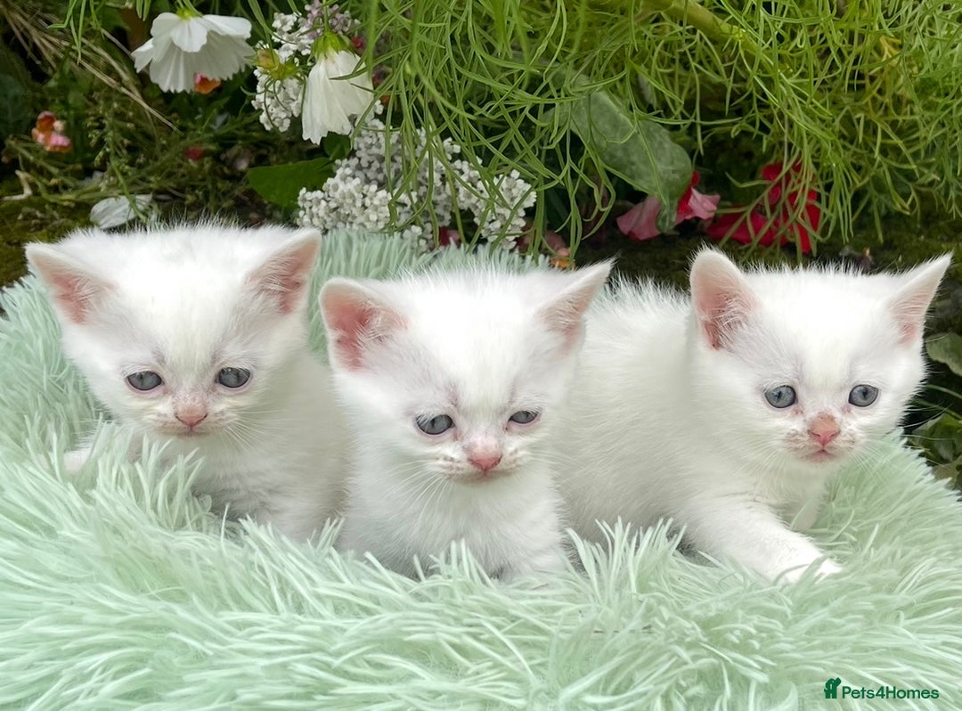 British Shorthair cats for sale: Stunning British shorthair - Image 23