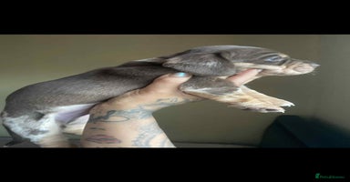 Dachshund dogs - Advert 13