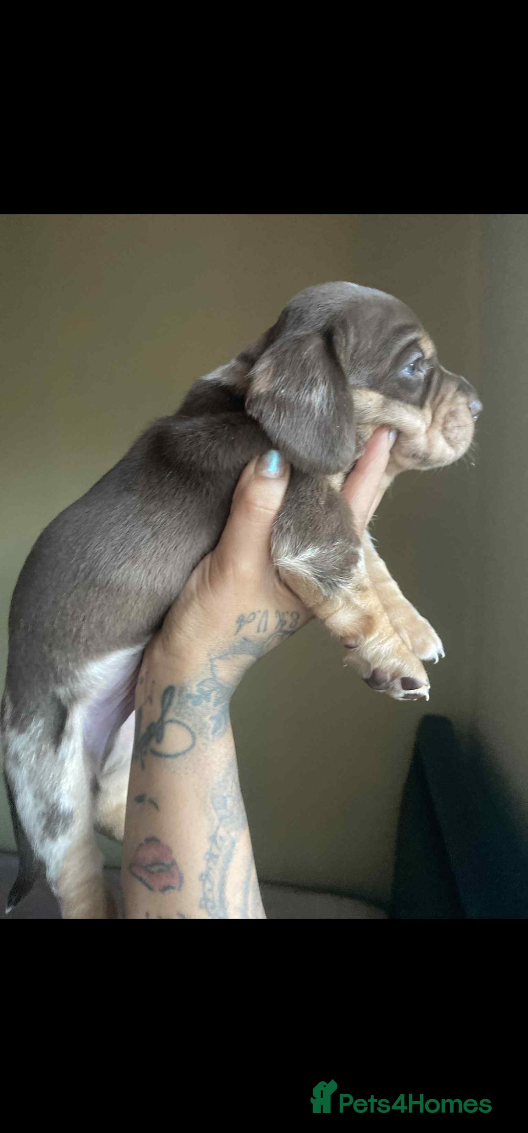 Dachshund dogs for sale: Miniature Dachshund cross pup - Image 2
