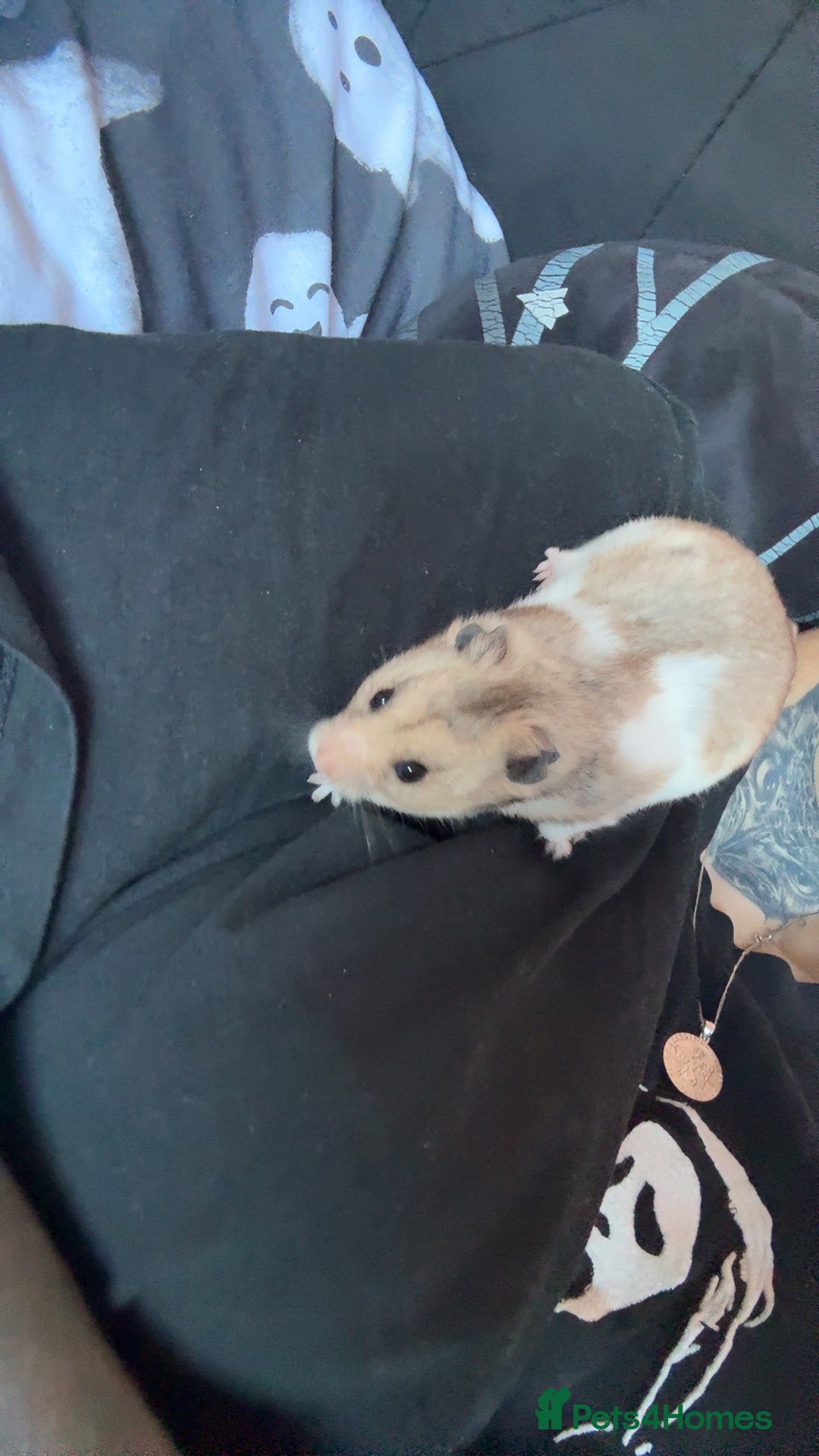 Hamster rodents for sale: 2 hamsters  - Advert 5