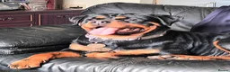 Rottweiler dogs for sale: Rottweiler puppies from imported parents  - Advert 1