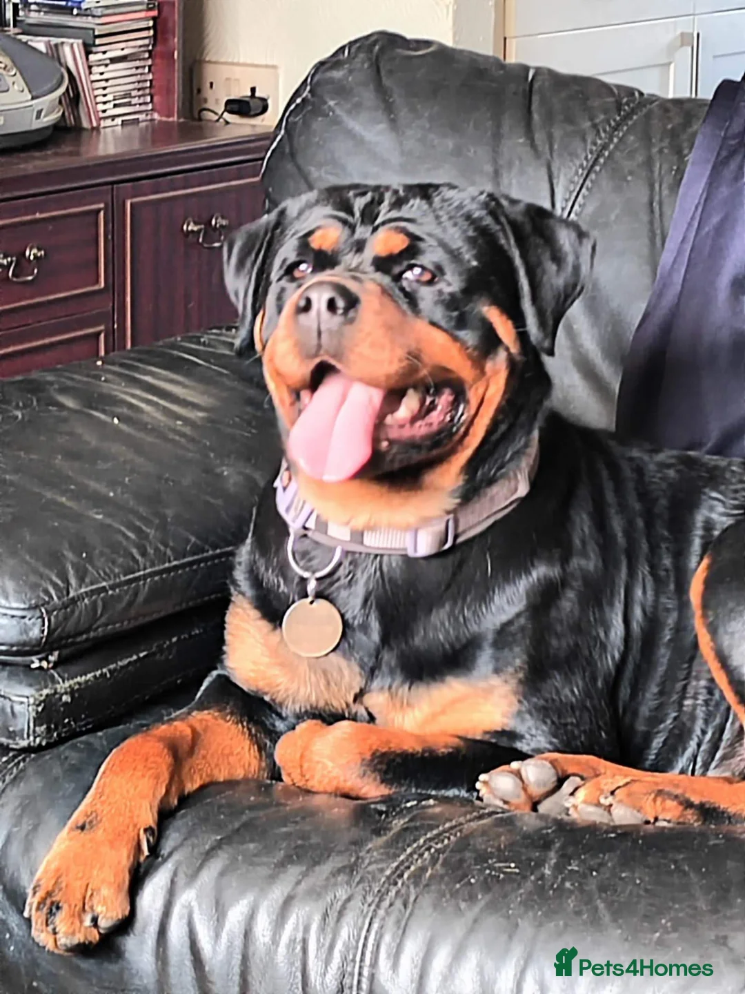 Rottweiler dogs for sale: Rottweiler puppies from imported parents  - Advert 1