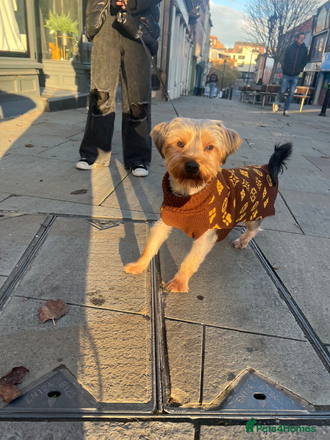 Yorkshire Terrier dogs for sale: Yorkshire terrier  - Advert 7