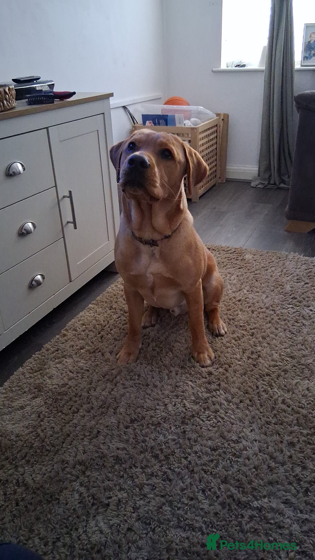 Labrador Retriever dogs for sale: Jack the Labrador  - Advert 2