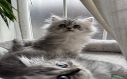 Persian cats for sale: 🐾Fluffy Chinchilla Persian kittens for Sale🐾 - Image 10