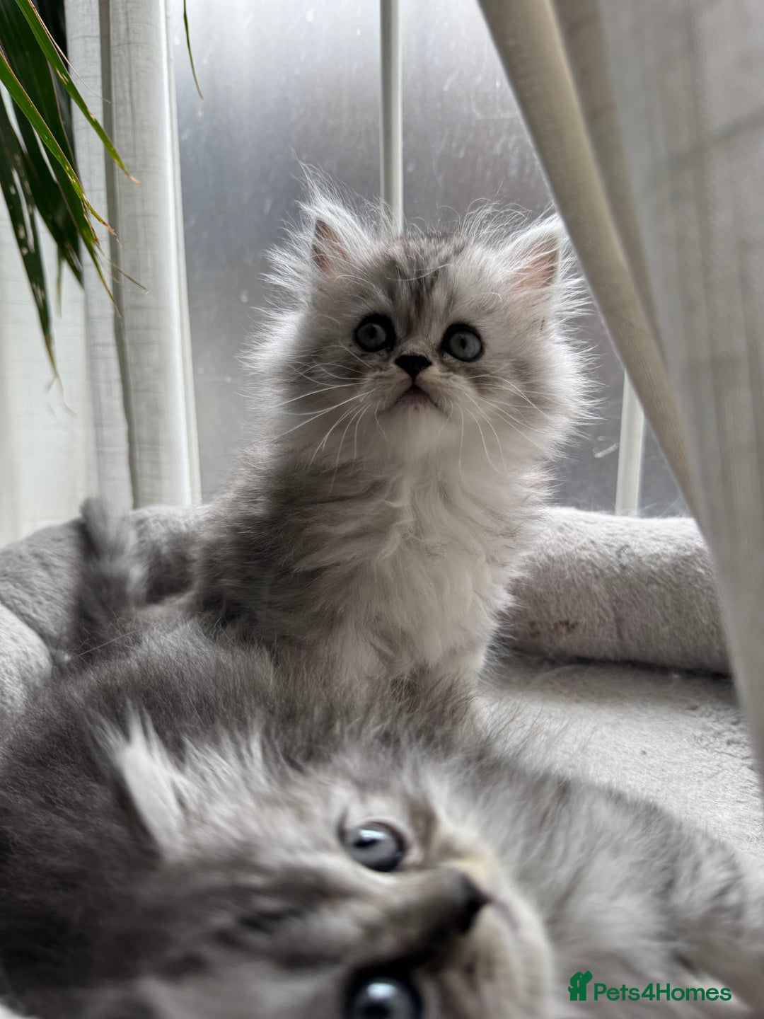 Persian cats for sale: 🐾Fluffy Chinchilla Persian kittens for Sale🐾 - Image 10