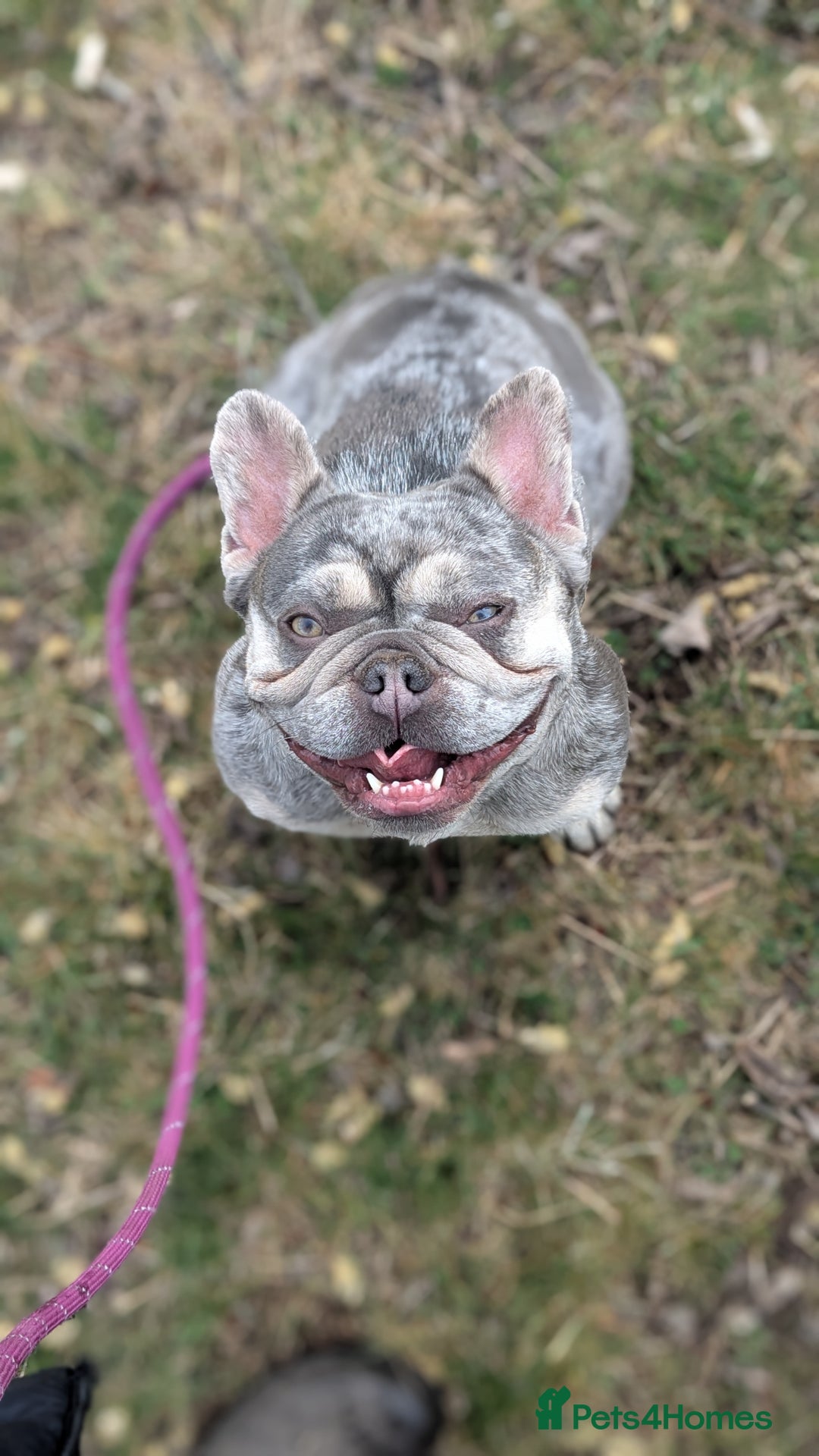 French Bulldog dogs for sale: Merle Frenchie looking for a new home  - Image 6