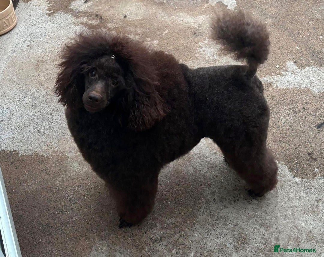 Miniature Poodle dogs for sale: 2 Boys left-KC Registered.Ready to leave next week - Advert 11