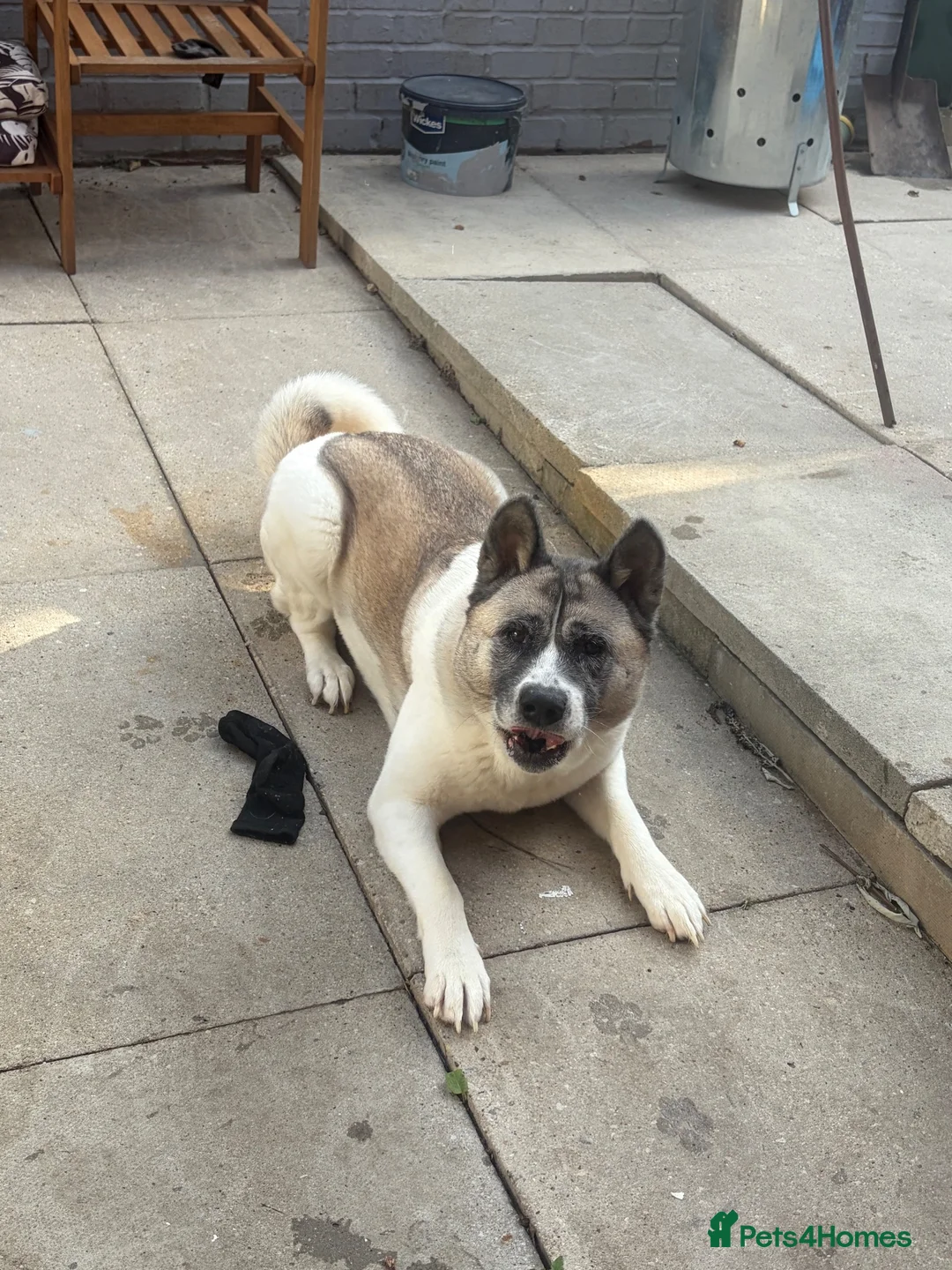 Akita dogs for sale: Female Akita 4 years old - Advert 2