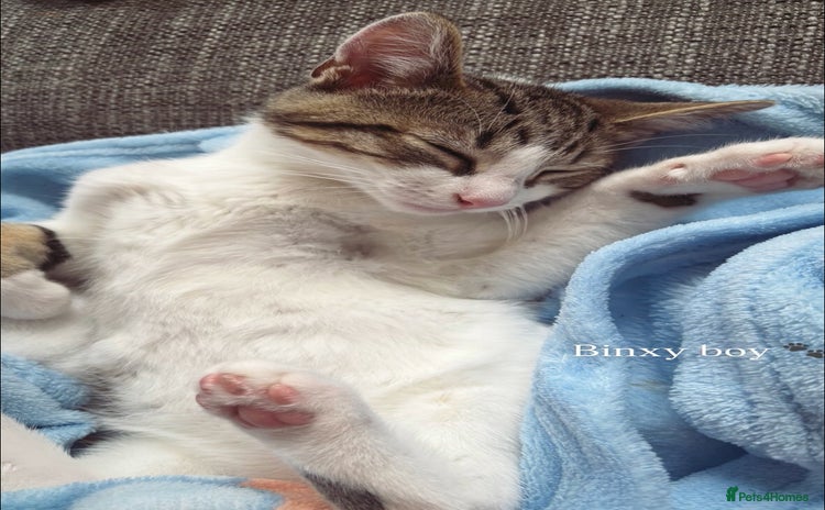 British Shorthair cats - Advert 1