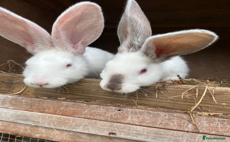 British Giant rabbits - Advert 13