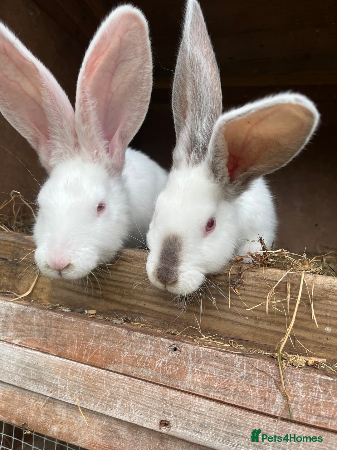 British Giant rabbits for sale: Rabbits for sale  - Image 1