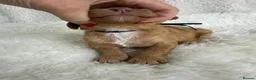 Mini Goldendoodle dogs for sale: Top quality, health tested multi gen DoubleDoodles - Advert 16