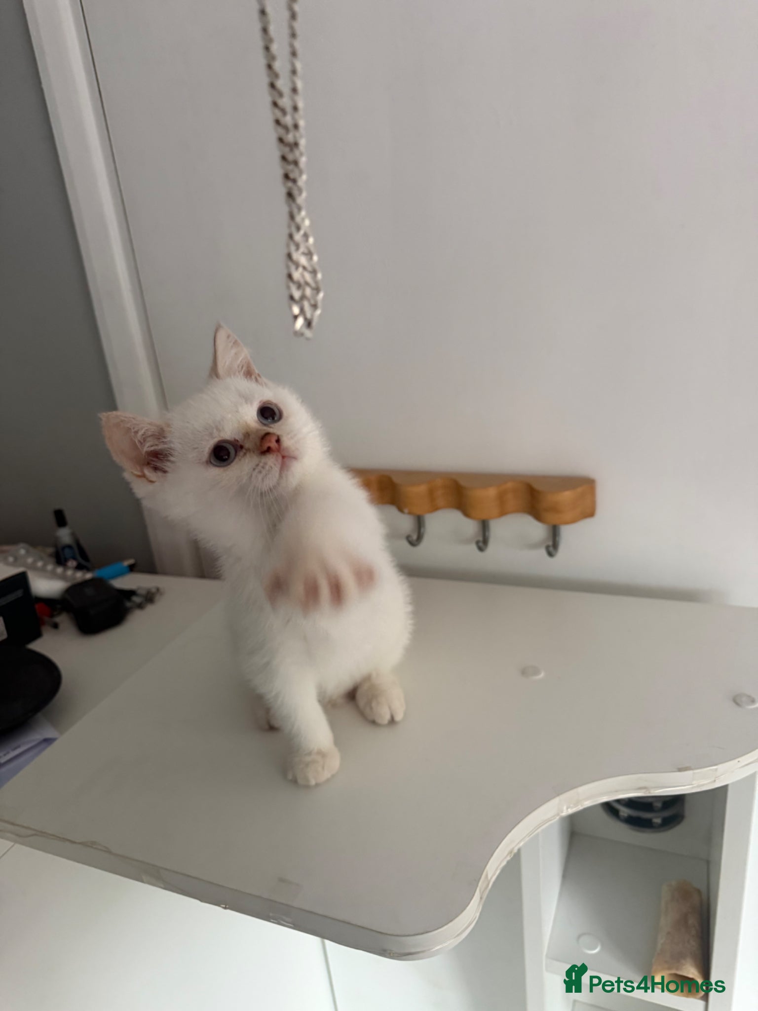 British Shorthair cats for sale: Two 😍 kittens ready for a new home 🏡 🐱  in Enfield - Advert 10