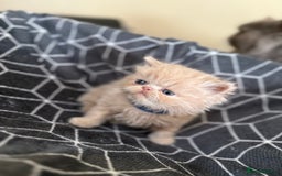 Persian cats for sale: GCCF show quality Persian kittens  - Image 7