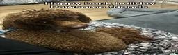 Miniature Poodle dogs for stud: Teddy  - Advert 15