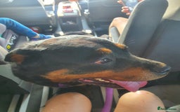 Rottweiler dogs for sale: Female rottweiler - Image 3