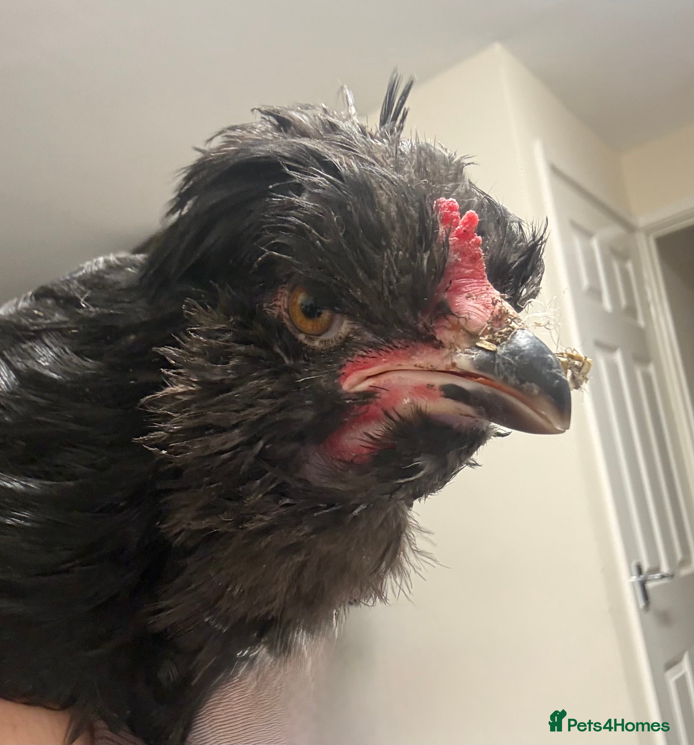 Chickens poultry Breeding male - pure Araucana from exhibition line - Advert 6