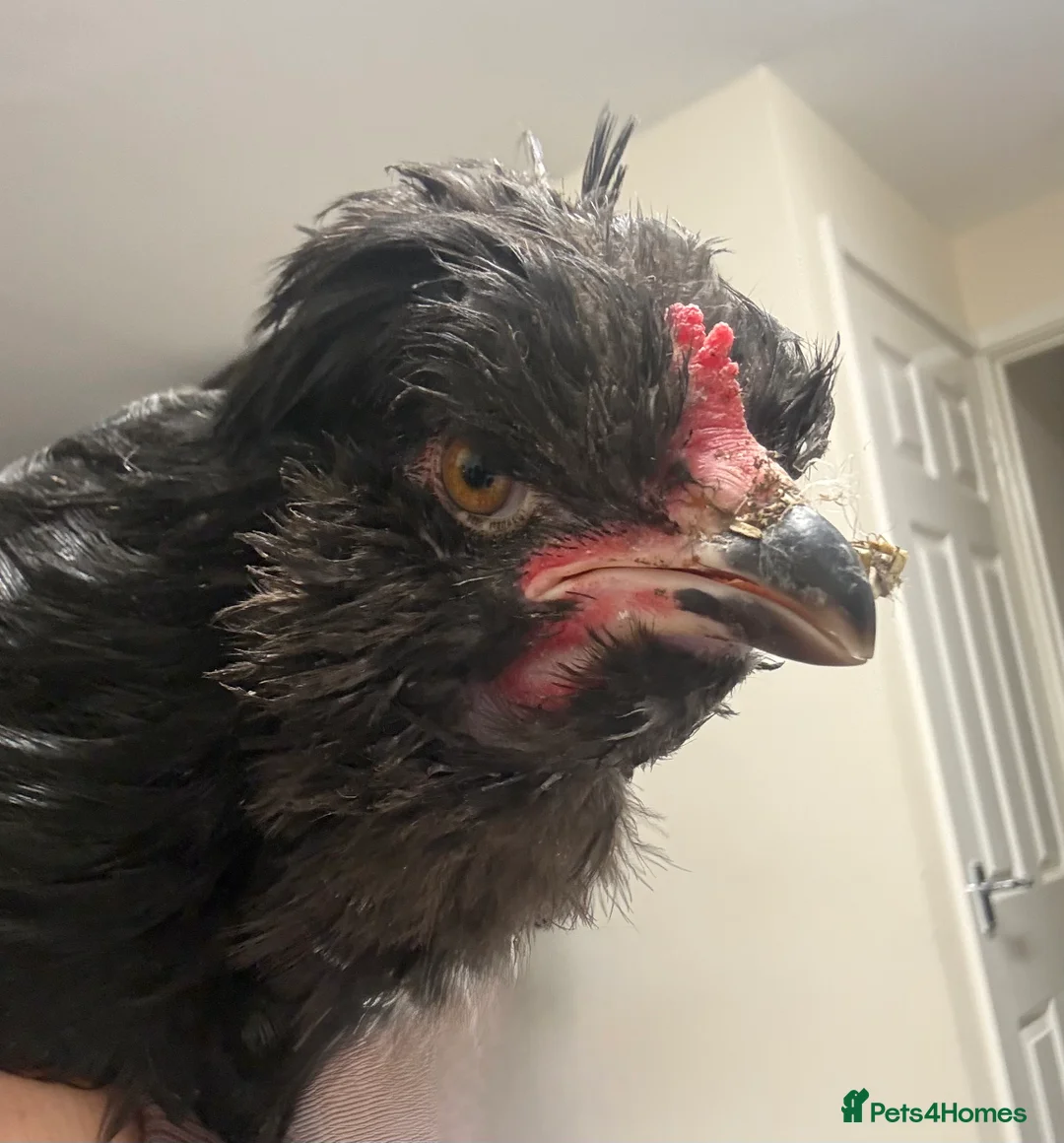 Chickens poultry for sale: Breeding male - pure Araucana from exhibition line - Advert 1