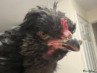 Chickens poultry Breeding male - pure Araucana from exhibition line - Advert 6