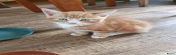 Mixed Breed cats for sale: Fun Fun Fun - Advert 4