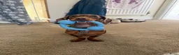 Dachshund dogs for sale: Male neutered dachshund  in Lee-on-the-Solent - Advert 2