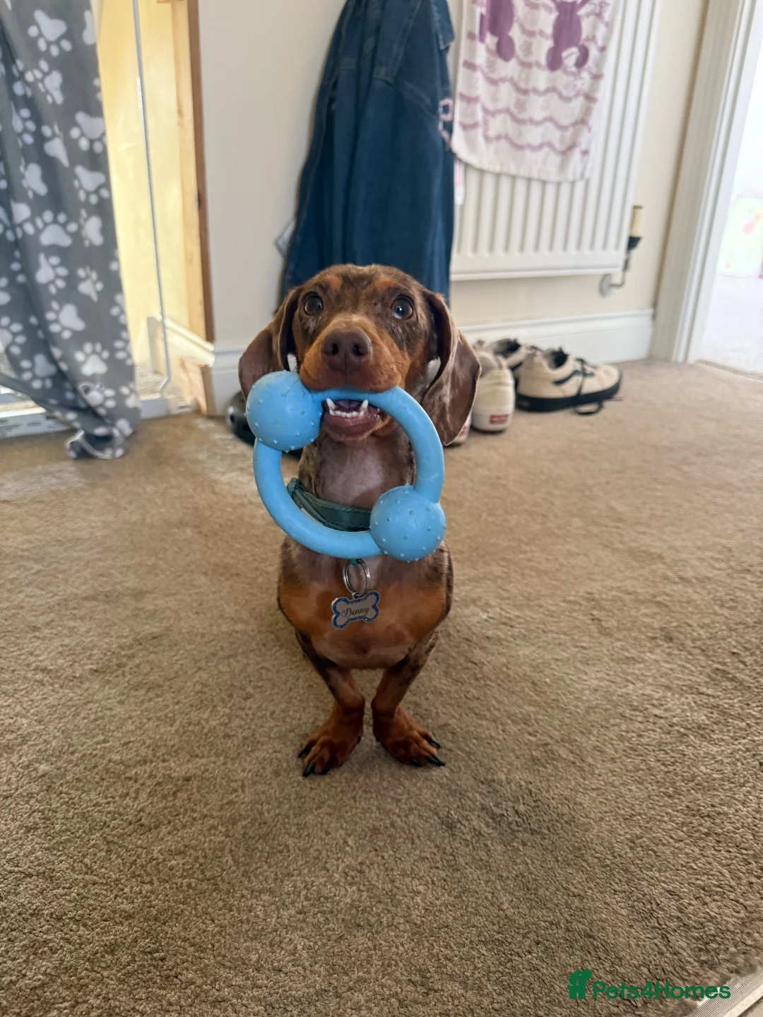 Dachshund dogs for sale: Male neutered dachshund  in Lee-on-the-Solent - Advert 2