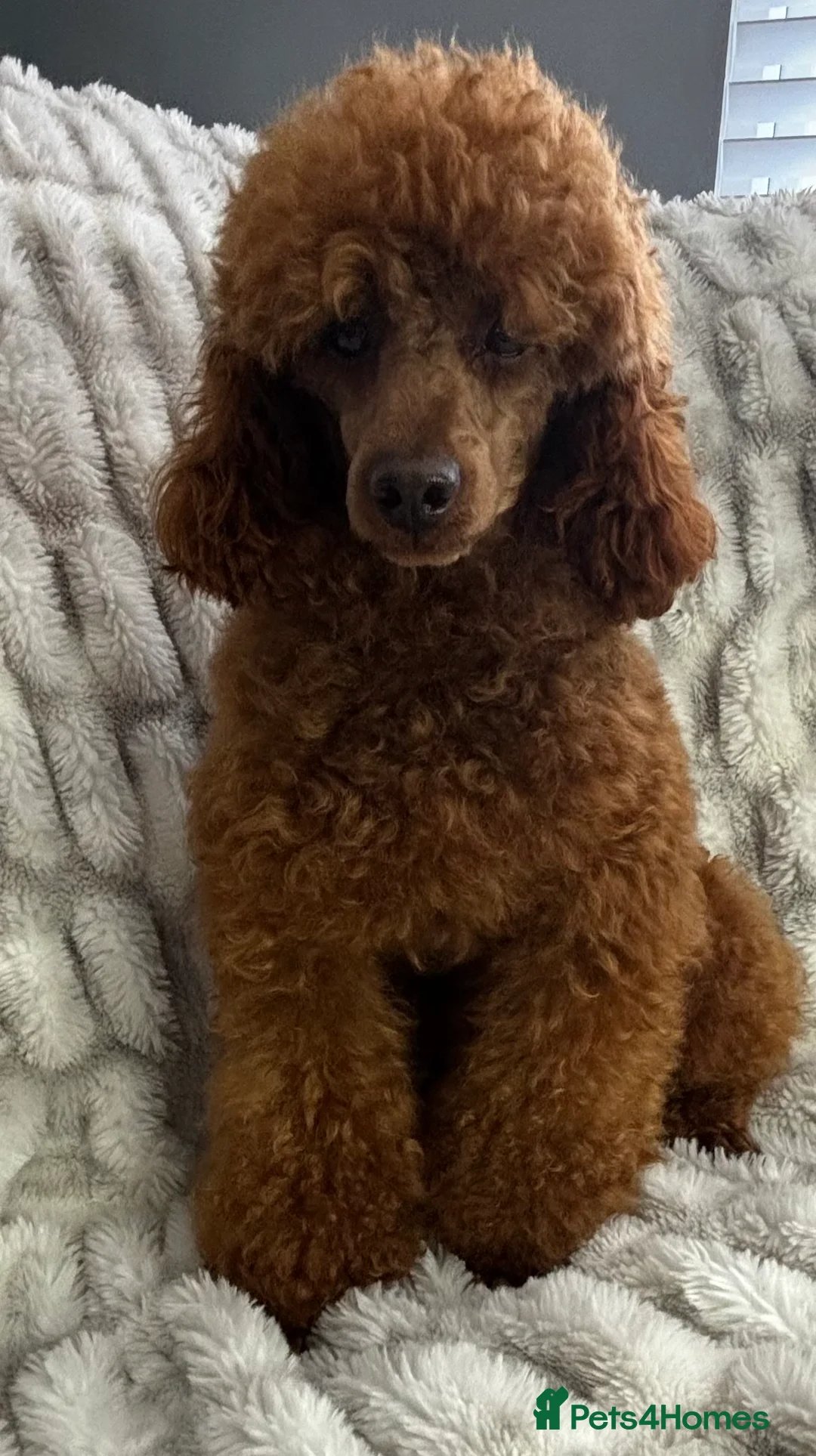 Toy Poodle dogs for stud: KC REG DEEP FOX RED HEALTH TESTED POODLE STUD  in Hoddesdon - Advert 9
