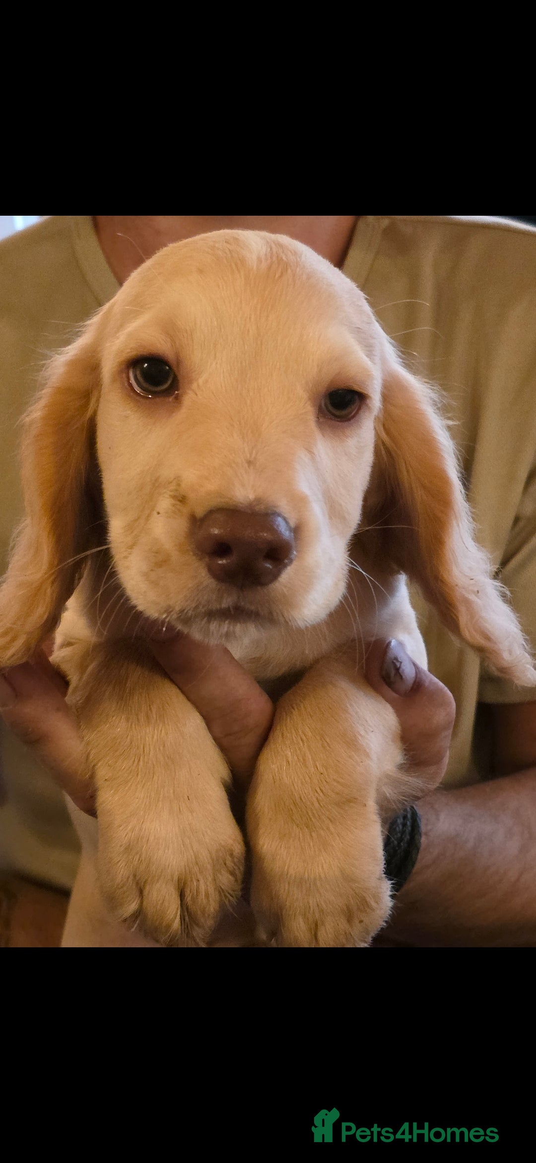 Cocker Spaniel dogs for sale: A stunning litter of cocker spaniel pups in King's Lynn - Image 2