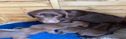 Labrador Retriever dogs for sale: BEAUTIFUL BOYS LEFT ONLY READY 9TH MARCH!!! - Advert 34