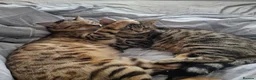 Bengal cats for sale: Two adult Bengals looking for a loving home  - Advert 6