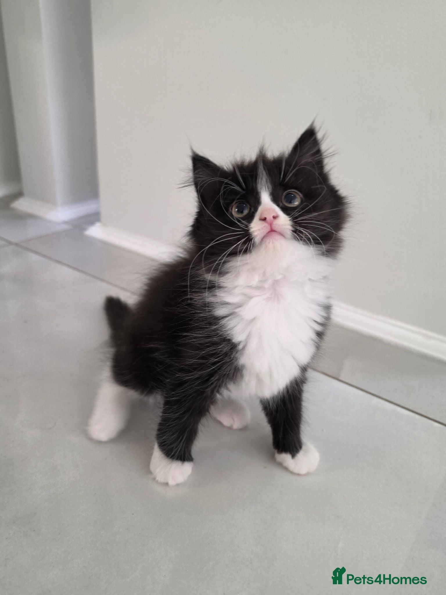 Persian cats Adorable Persian Cross Kittens Looking for home - Advert 1