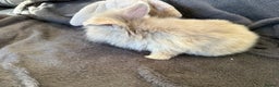 Mixed Breed rabbits for sale: Beautiful friendly baby bunnies ready in 4 weeks  - Advert 32