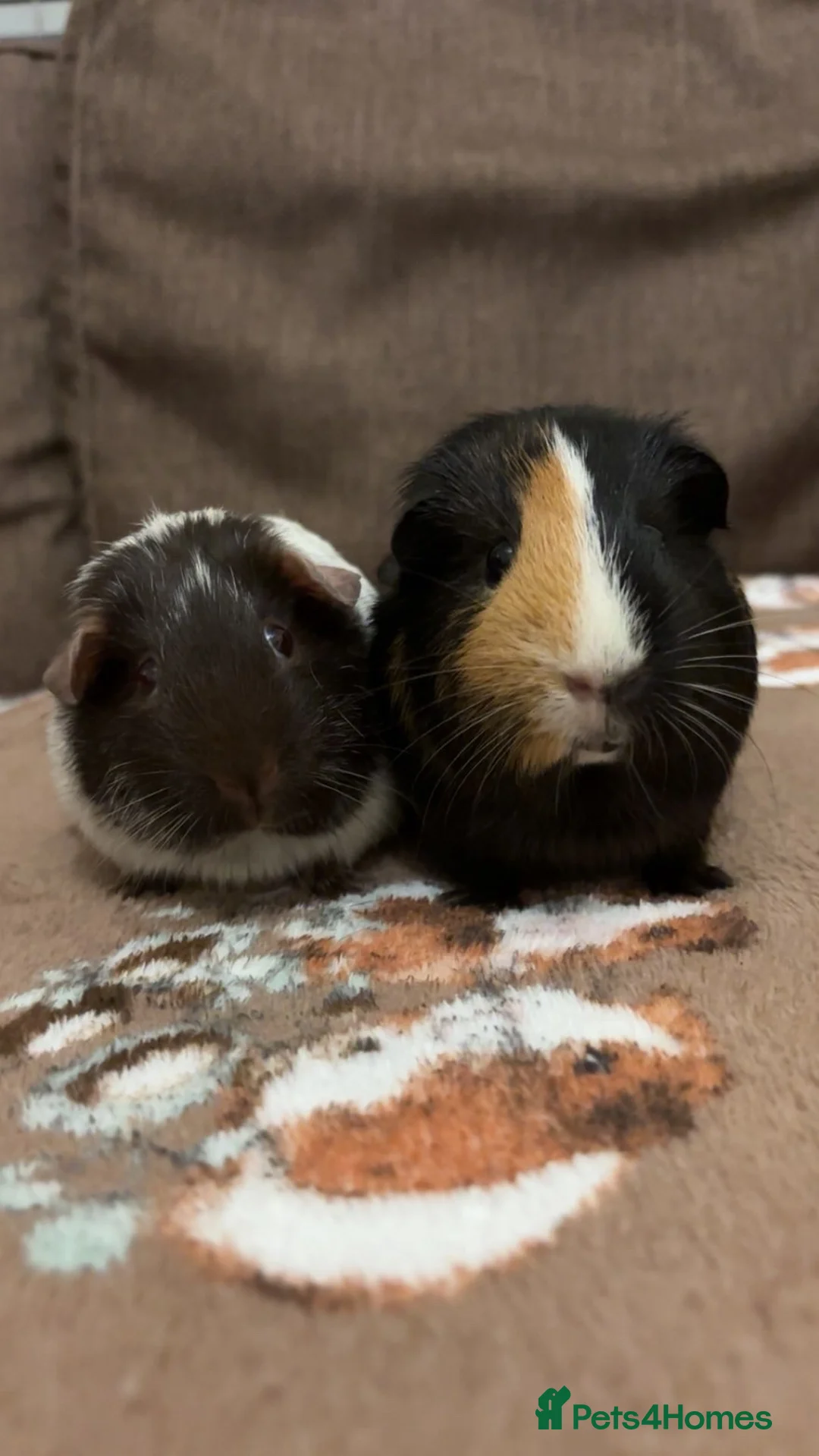 Guinea Pig rodents for sale: 2 Beautiful sows for sale together  - Advert 1