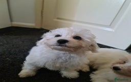 Bichon Frise dogs for sale: 2 Fluffy Bichon Frise puppies looking for a home! - Image 13