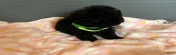 Toy Poodle dogs for sale: TOY POODLE GIRLS AND BOYS READ NOW  - Advert 15