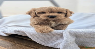 Cockapoo dogs - Advert 7