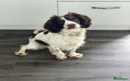 Sprocker dogs for stud: Sprocker spaniel for stud - Image 4