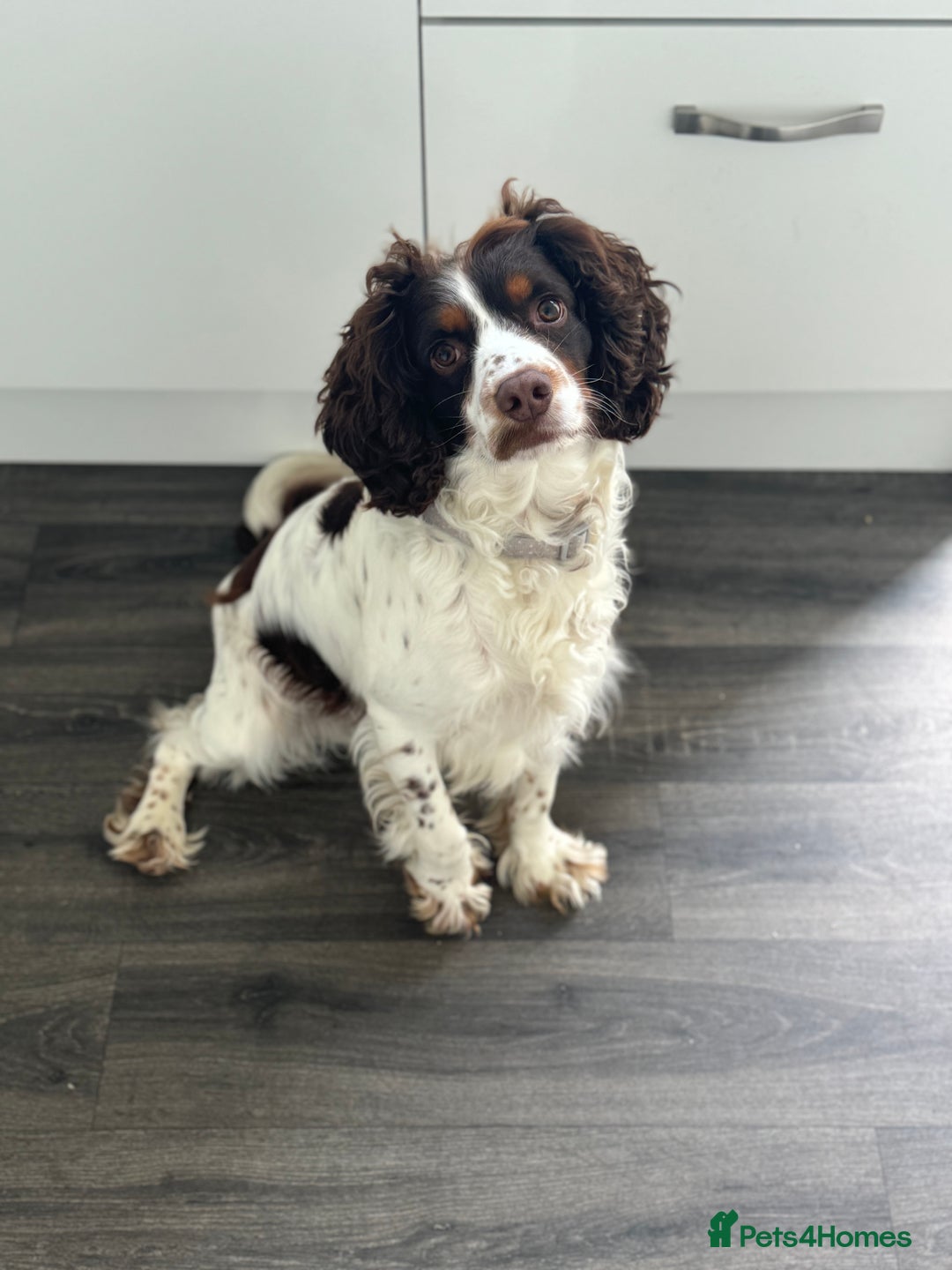 Sprocker dogs for stud: Sprocker spaniel for stud - Image 4
