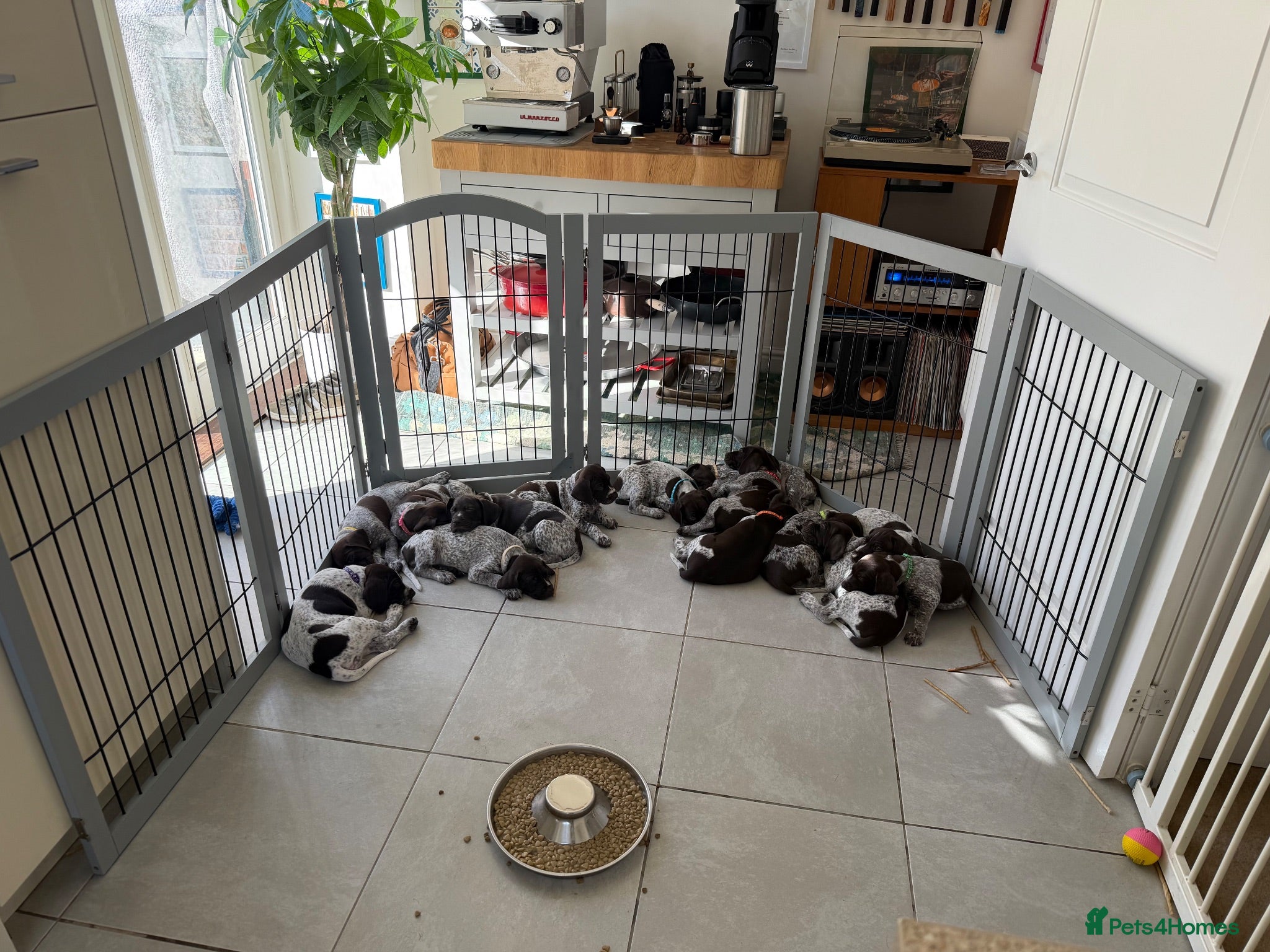 German Shorthaired Pointer dogs Stunning litter of 14 German short-haired pointers - Advert 1