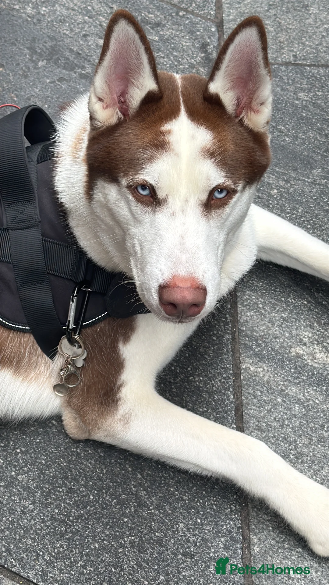 Siberian Husky dogs for sale: Siberian husky - Advert 1