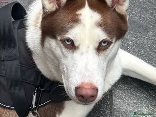 Siberian Husky dogs Siberian husky - Advert 2