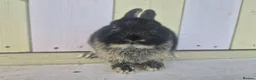 Netherland Dwarf rabbits for sale: 💜 PRETTIEST COLOURED NETHERLAND DWARF BABIES 💜 - Advert 8