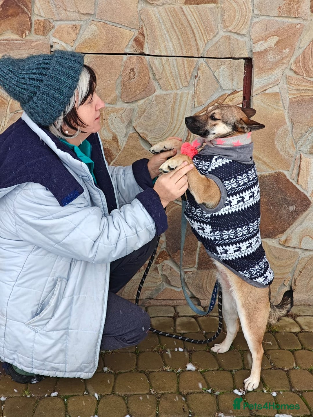 Mixed Breed dogs for adoption: ❤️TESSA – Soft and Gentle Puppy❤️ - Advert 20
