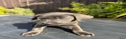 Labrador Retriever dogs for sale: ghost’s beautiful dozen - Advert 17